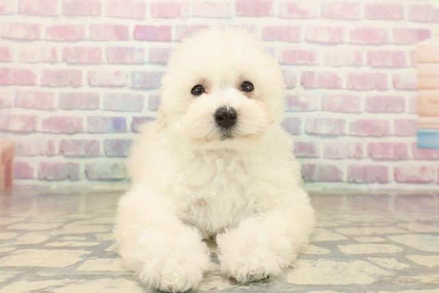 大阪府のトイプードル(トイ) (Coo&RIKU東大阪店/2025年10月15日生まれ/女の子/クリーム)の子犬の1枚目の画像