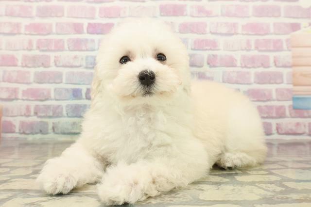 大阪府のトイプードル(トイ) (Coo&RIKU東大阪店/2025年10月15日生まれ/女の子/クリーム)の子犬の2枚目の画像