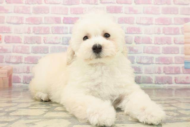 大阪府のトイプードル(トイ) (Coo&RIKU東大阪店/2025年10月15日生まれ/女の子/クリーム)の子犬の3枚目の画像