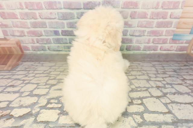 大阪府のトイプードル(トイ) (Coo&RIKU東大阪店/2025年10月15日生まれ/女の子/クリーム)の子犬の4枚目の画像