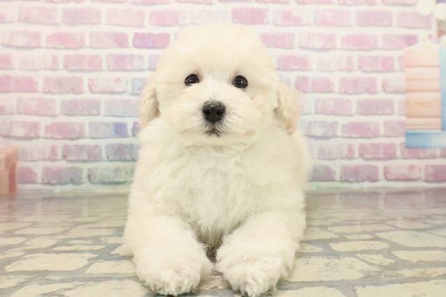 和歌山県のトイプードル(トイ) (Coo&RIKU和歌山店/2025年10月15日生まれ/女の子/クリーム)の子犬の1枚目の画像