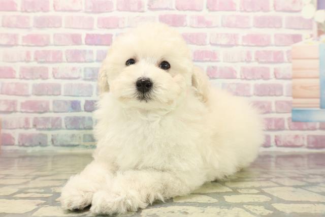 和歌山県のトイプードル(トイ) (Coo&RIKU和歌山店/2025年10月15日生まれ/女の子/クリーム)の子犬の2枚目の画像