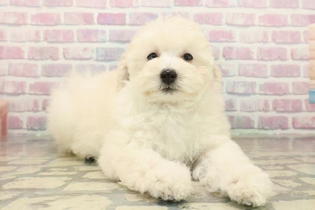 和歌山県のトイプードル(トイ) (Coo&RIKU和歌山店/2025年10月15日生まれ/女の子/クリーム)の子犬の3枚目の画像