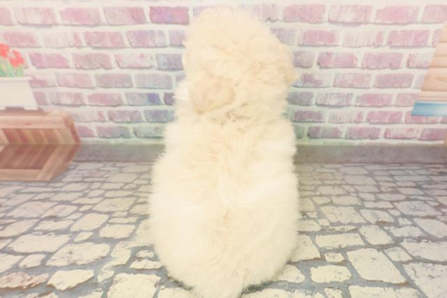 和歌山県のトイプードル(トイ) (Coo&RIKU和歌山店/2025年10月15日生まれ/女の子/クリーム)の子犬の4枚目の画像