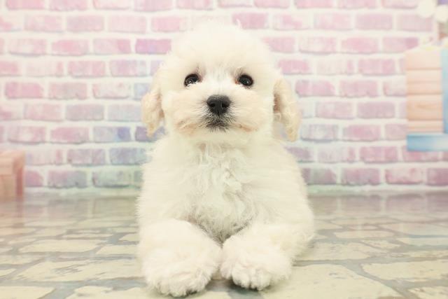 奈良県のトイプードル(トイ) (Coo&RIKU奈良新庄店/2025年10月15日生まれ/女の子/クリーム)の子犬の1枚目の画像