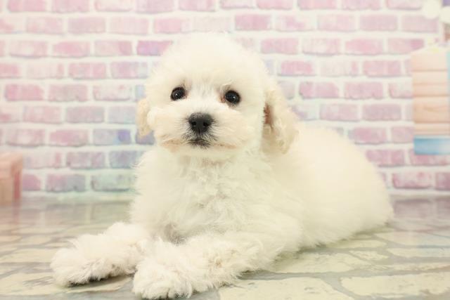 奈良県のトイプードル(トイ) (Coo&RIKU奈良新庄店/2025年10月15日生まれ/女の子/クリーム)の子犬の2枚目の画像