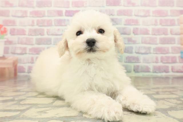 奈良県のトイプードル(トイ) (Coo&RIKU奈良新庄店/2025年10月15日生まれ/女の子/クリーム)の子犬の3枚目の画像