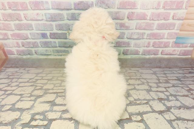 奈良県のトイプードル(トイ) (Coo&RIKU奈良新庄店/2025年10月15日生まれ/女の子/クリーム)の子犬の4枚目の画像