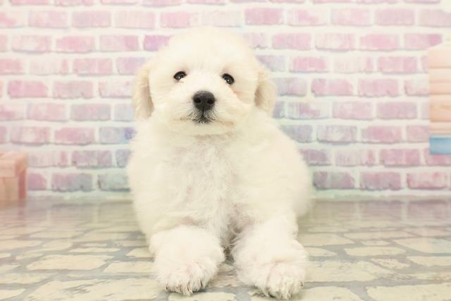 和歌山県のトイプードル(トイ) (Coo&RIKU和歌山店/2025年10月15日生まれ/女の子/クリーム)の子犬の1枚目の画像