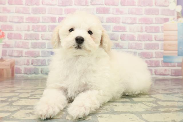 和歌山県のトイプードル(トイ) (Coo&RIKU和歌山店/2025年10月15日生まれ/女の子/クリーム)の子犬の2枚目の画像