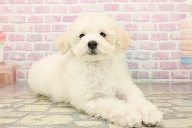 和歌山県のトイプードル(トイ) (Coo&RIKU和歌山店/2025年10月15日生まれ/女の子/クリーム)の子犬の3枚目の画像