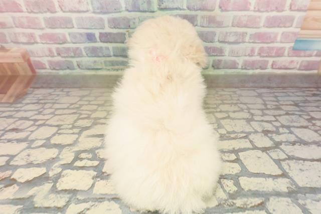 和歌山県のトイプードル(トイ) (Coo&RIKU和歌山店/2025年10月15日生まれ/女の子/クリーム)の子犬の4枚目の画像