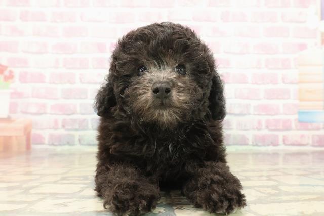 トイ・プードル