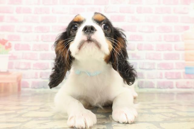 北海道のキャバリアキングチャールズスパニエル (Coo&RIKU函館店/2025年9月23日生まれ/男の子/トライカラー)の子犬の1枚目の画像