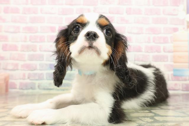 北海道のキャバリアキングチャールズスパニエル (Coo&RIKU函館店/2025年9月23日生まれ/男の子/トライカラー)の子犬の2枚目の画像