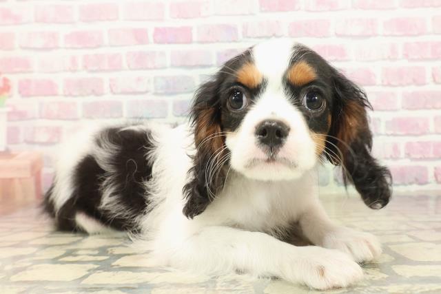 北海道のキャバリアキングチャールズスパニエル (Coo&RIKU函館店/2025年9月23日生まれ/男の子/トライカラー)の子犬の3枚目の画像