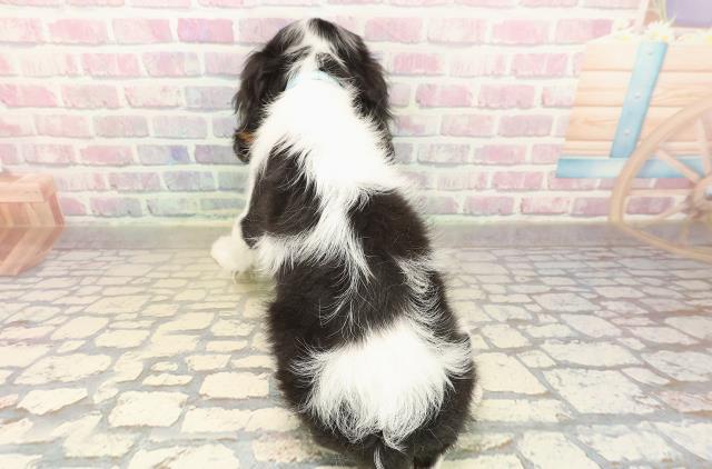 北海道のキャバリアキングチャールズスパニエル (Coo&RIKU函館店/2025年9月23日生まれ/男の子/トライカラー)の子犬の4枚目の画像