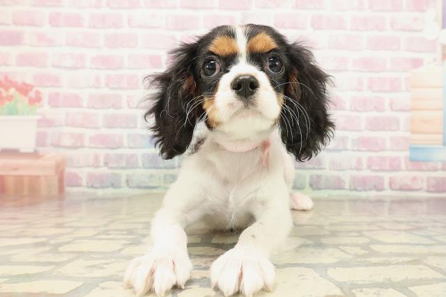 埼玉県のキャバリアキングチャールズスパニエル (Coo&RIKUアニマルケアセンター大宮/2025年9月23日生まれ/女の子/トライカラー)の子犬