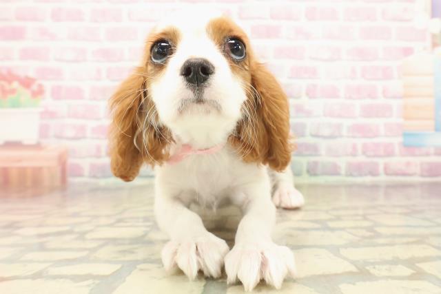 山形県のキャバリアキングチャールズスパニエル (Coo&RIKUイオンタウン酒田店/2025年9月23日生まれ/女の子/ブレンハイム)の子犬の1枚目の画像