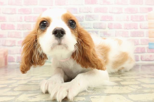 山形県のキャバリアキングチャールズスパニエル (Coo&RIKUイオンタウン酒田店/2025年9月23日生まれ/女の子/ブレンハイム)の子犬の2枚目の画像