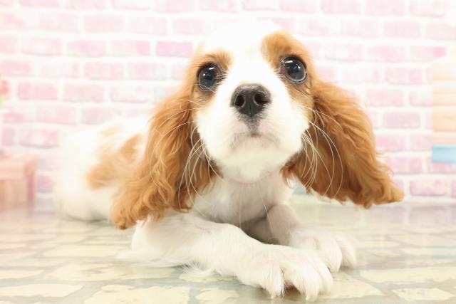山形県のキャバリアキングチャールズスパニエル (Coo&RIKUイオンタウン酒田店/2025年9月23日生まれ/女の子/ブレンハイム)の子犬の3枚目の画像