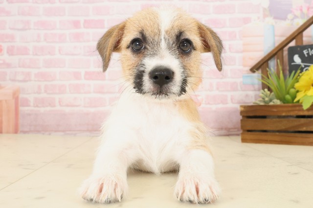 福岡県のジャックラッセルテリア (Coo&RIKUゆめタウン飯塚店/2025年10月16日生まれ/女の子/ホワイトタン)の子犬の1枚目の画像