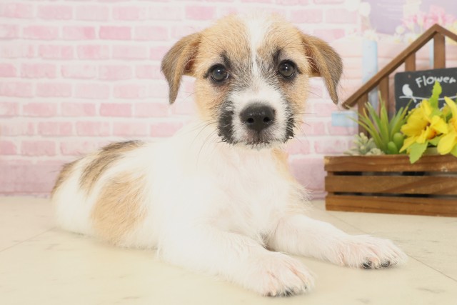 福岡県のジャックラッセルテリア (Coo&RIKUゆめタウン飯塚店/2025年10月16日生まれ/女の子/ホワイトタン)の子犬の2枚目の画像