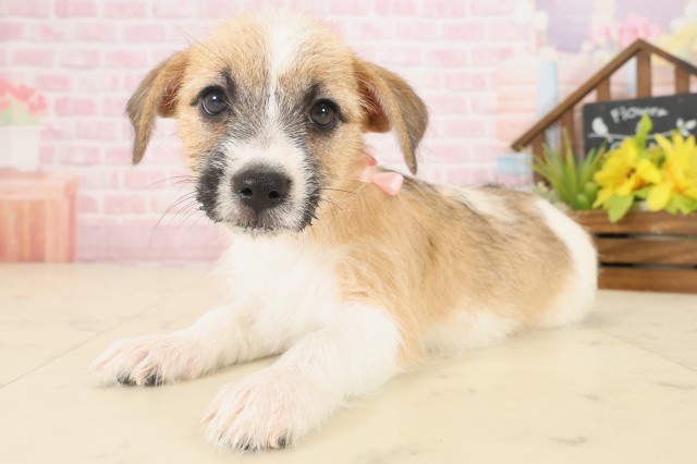 福岡県のジャックラッセルテリア (Coo&RIKUゆめタウン飯塚店/2025年10月16日生まれ/女の子/ホワイトタン)の子犬の3枚目の画像