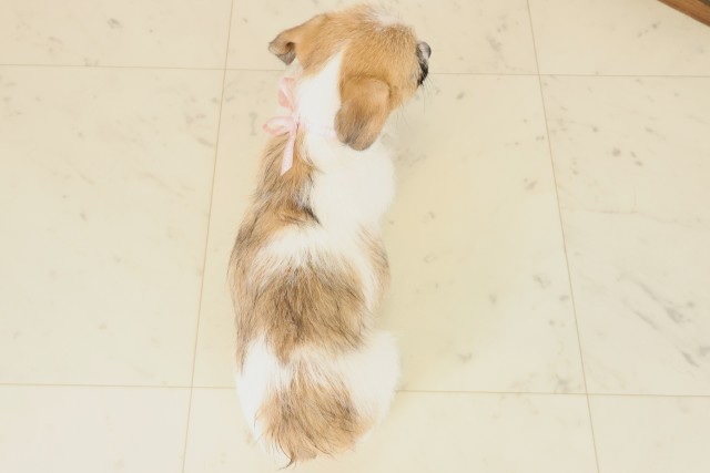 福岡県のジャックラッセルテリア (Coo&RIKUゆめタウン飯塚店/2025年10月16日生まれ/女の子/ホワイトタン)の子犬の4枚目の画像