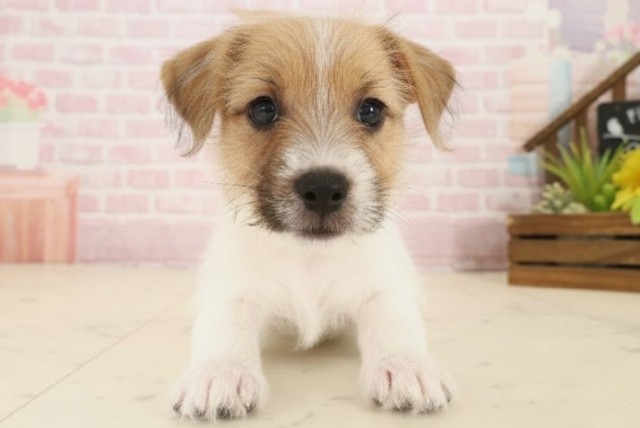 高知県のジャックラッセルテリア (Coo&RIKUのいち店/2025年10月16日生まれ/女の子/ホワイトタン)の子犬