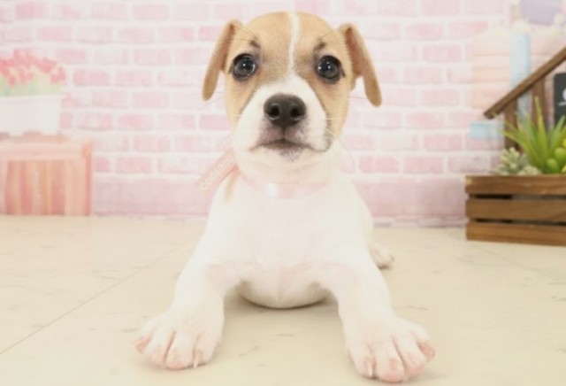 福岡県のジャックラッセルテリア (Coo&RIKUフォレストシティ春日店/2025年10月16日生まれ/女の子/ホワイトタン)の子犬の1枚目の画像