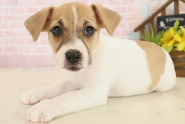 福岡県のジャックラッセルテリア (Coo&RIKUフォレストシティ春日店/2025年10月16日生まれ/女の子/ホワイトタン)の子犬の3枚目の画像