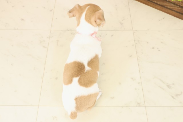 福岡県のジャックラッセルテリア (Coo&RIKUフォレストシティ春日店/2025年10月16日生まれ/女の子/ホワイトタン)の子犬の4枚目の画像