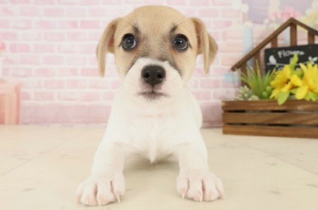 福岡県のジャックラッセルテリア (Coo&RIKU筑後店/2025年10月16日生まれ/女の子/ホワイトタン)の子犬の1枚目の画像