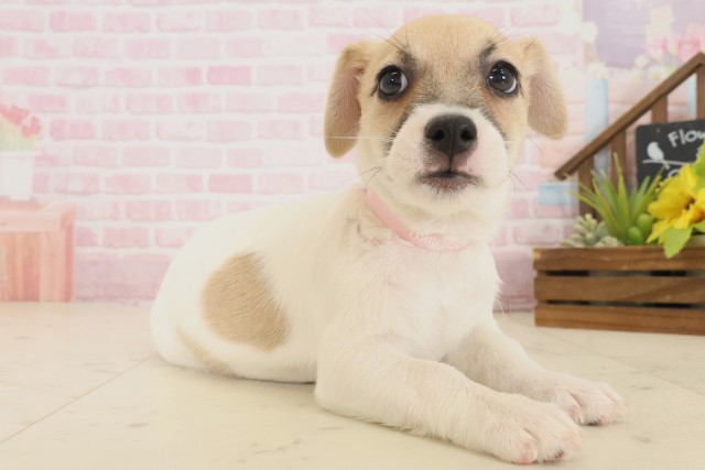 福岡県のジャックラッセルテリア (Coo&RIKU筑後店/2025年10月16日生まれ/女の子/ホワイトタン)の子犬の2枚目の画像