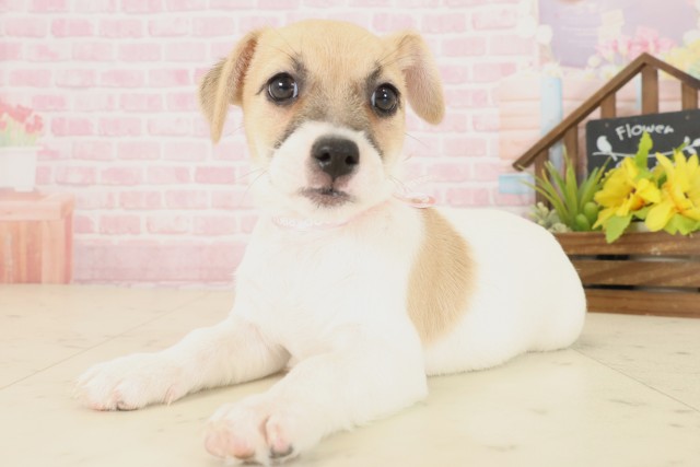 福岡県のジャックラッセルテリア (Coo&RIKU筑後店/2025年10月16日生まれ/女の子/ホワイトタン)の子犬の3枚目の画像