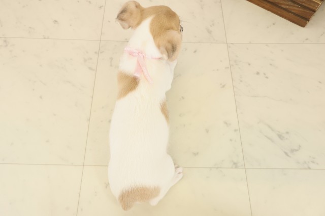 福岡県のジャックラッセルテリア (Coo&RIKU筑後店/2025年10月16日生まれ/女の子/ホワイトタン)の子犬の4枚目の画像