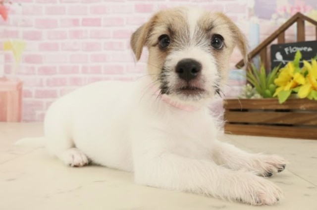 長崎県のジャックラッセルテリア (Coo&RIKU大村店/2025年10月16日生まれ/女の子/ホワイトタン)の子犬の2枚目の画像