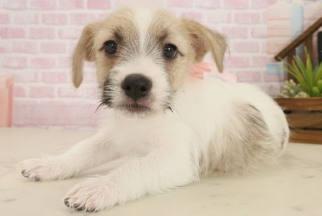 長崎県のジャックラッセルテリア (Coo&RIKU大村店/2025年10月16日生まれ/女の子/ホワイトタン)の子犬の3枚目の画像