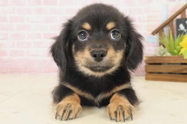 島根県のチワックス(チワワ×ダックス) (Coo&RIKU出雲店/2025年10月17日生まれ/男の子/ブラックタン)の子犬の1枚目の画像