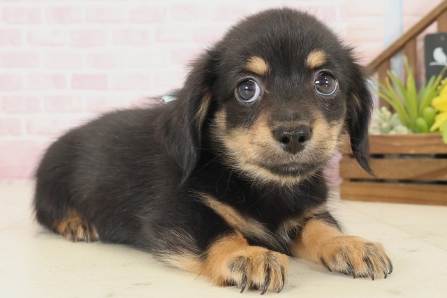 島根県のチワックス(チワワ×ダックス) (Coo&RIKU出雲店/2025年10月17日生まれ/男の子/ブラックタン)の子犬の2枚目の画像