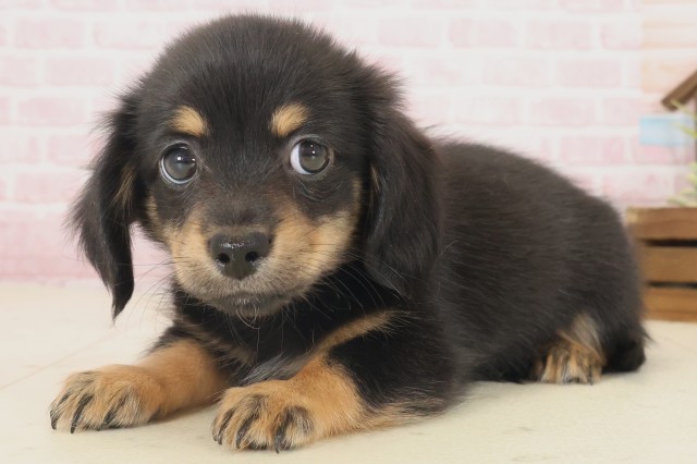 島根県のチワックス(チワワ×ダックス) (Coo&RIKU出雲店/2025年10月17日生まれ/男の子/ブラックタン)の子犬の3枚目の画像