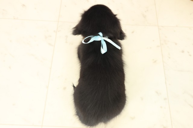 島根県のチワックス(チワワ×ダックス) (Coo&RIKU出雲店/2025年10月17日生まれ/男の子/ブラックタン)の子犬の4枚目の画像