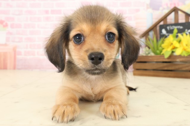 広島県のチワックス(チワワ×ダックス) (Coo&RIKU福山店/2025年10月17日生まれ/男の子/フォーン)の子犬の1枚目の画像