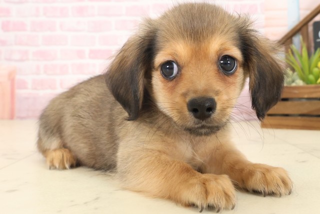 広島県のチワックス(チワワ×ダックス) (Coo&RIKU福山店/2025年10月17日生まれ/男の子/フォーン)の子犬の2枚目の画像