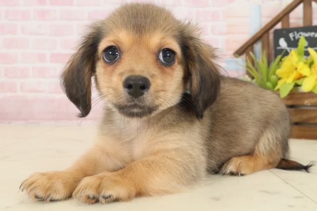 広島県のチワックス(チワワ×ダックス) (Coo&RIKU福山店/2025年10月17日生まれ/男の子/フォーン)の子犬の3枚目の画像