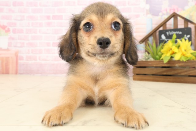 広島県のチワックス(チワワ×ダックス) (Coo&RIKU広島中央店/2025年10月17日生まれ/男の子/フォーン)の子犬の1枚目の画像