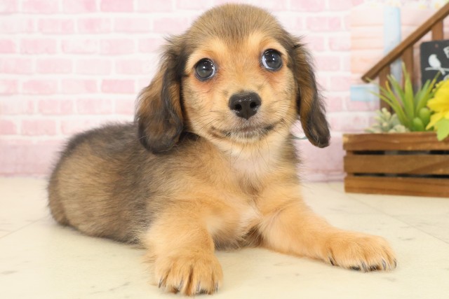 広島県のチワックス(チワワ×ダックス) (Coo&RIKU広島中央店/2025年10月17日生まれ/男の子/フォーン)の子犬の2枚目の画像