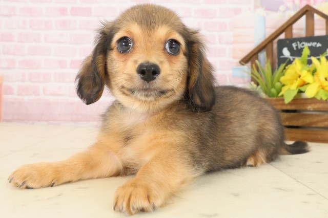 広島県のチワックス(チワワ×ダックス) (Coo&RIKU広島中央店/2025年10月17日生まれ/男の子/フォーン)の子犬の3枚目の画像