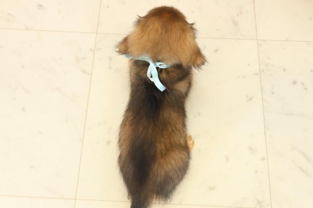 広島県のチワックス(チワワ×ダックス) (Coo&RIKU広島中央店/2025年10月17日生まれ/男の子/フォーン)の子犬の4枚目の画像